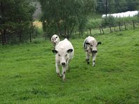 STN på Myran i Oppdal kommune. Foto: Olve Utne (2010).