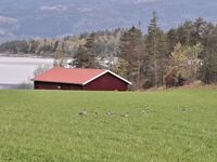 Sørbråten, der det nasjonale minnesmerket Memory Wound skulle ligget, sett fra veien nordfra. Foto: Eva Rogneflåten, 2021