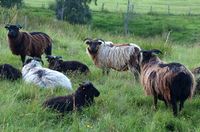 38. 22562crj gammelnorsk spelsau paa Gullstein.jpg