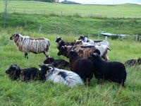 39. 22574j gammelnorsk spelsau paa Gullstein.jpg