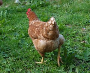 22578s brun italienar.jpg