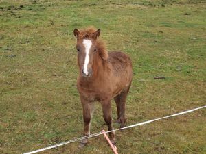 23119 nordlandshest paa Tustna.jpg