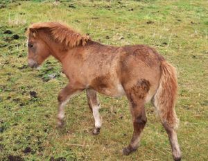 23121crj nordlandshest paa Tustna.jpg