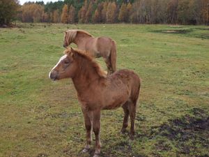 23122 nordlandshest paa Tustna.jpg