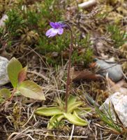 75. 244145cr Pinguicula vulgaris.jpg