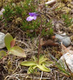 244145cr Pinguicula vulgaris.jpg