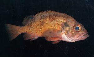 26883cr Sebastes viviparus.jpg