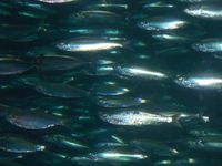 300. 26913j stim (makrell, sild, brisling).jpg