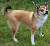 1. 27054cr lundehund.jpg