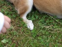 2. 27057 lundehund.jpg