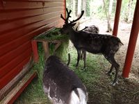 Rein i Namsskogan Familiepark i Namdalen. Foto: Olve Utne, juli 2012.