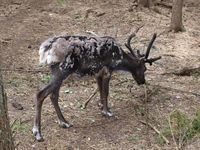 Rein i Namsskogan Familiepark i Namdalen. Foto: Olve Utne, juli 2012.