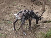 Rein i Namsskogan Familiepark i Namdalen. Foto: Olve Utne, juli 2012.