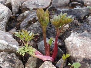 27156 Angelica archangelica.jpg