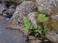 Fyrsteårsvekst av fjellkvann i vesthellinga mellom Davep Tjåhkkå og Saltfjellveien ved sørenden av Saltfjellet. Foto: Olve Utne (2012).