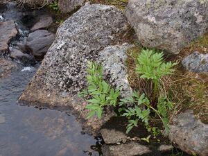 27184 Angelica archangelica.jpg