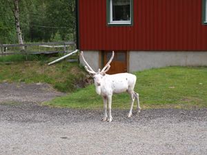 27472 Baatsuoj Rangifer tarandus.jpg