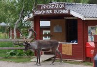 Rein i Båtsuoj Samecenter. Foto: Olve Utne, juli 2012.