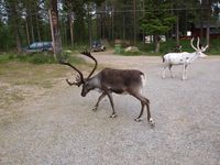 Rein i Båtsuoj Samecenter. Foto: Olve Utne, juli 2012.