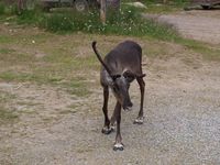 Rein i Båtsuoj Samecenter. Foto: Olve Utne, juli 2012.