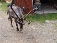 Rein i Båtsuoj Samecenter. Foto: Olve Utne, juli 2012.