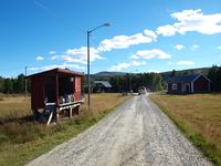 Stor mjelkerampe på Narjordet i Os i Nord-Østerdalen. Foto: Olve Utne (2016).