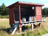 Stor mjelkerampe på Narjordet i Os i Nord-Østerdalen. Foto: Olve Utne (2016).