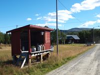 Stor mjelkerampe på Narjordet i Os i Nord-Østerdalen. Foto: Olve Utne (2016).