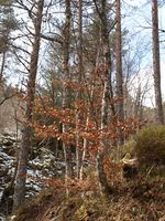 342. 31340 skog med bøk Tustna.jpg