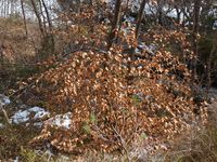 343. 31342 skog med bøk Tustna.jpg