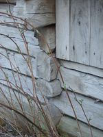 Flathogd tømmer med knutelaft på en småbrukslåve i Mjosundet på Ertvågsøya i Aure kommune på Nordmøre. Foto: Olve Utne (2008).