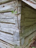 Kamnov på sommarfjøsen i Jørenvågen.