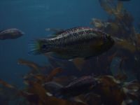 2. 3915 Symphodus melops.jpg