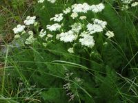 359. 4689 Meum athamanticum.jpg