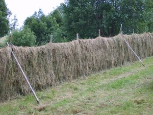 4826 hesje på Innersetra på Tustna.jpg