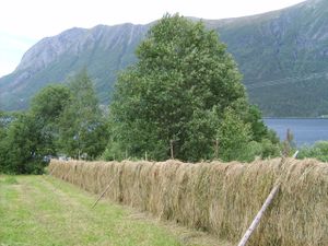 4841 hesje på Innersetra på Tustna.jpg