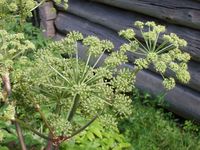 Kvann på Norsk Folkemuseum. Foto: Olve Utne (2008).