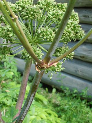 5437 Angelica archangelica.jpg