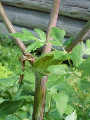 5438 Angelica archangelica.jpg