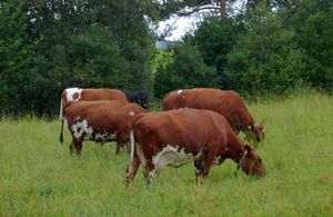 6763 NRF-kyr paa sommarbeite.jpg