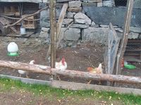 27. 7317 RM Hammervolloea.jpg