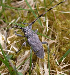 8954 cr Acanthocinus aedilis.jpg