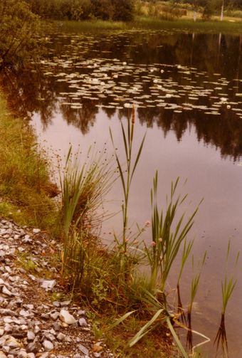 948.26 Motiver fra Fiskum (oeb-201626).jpg