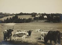Kyr på beite på Aulestad, med gardstunet i bakgrunnen. Foto: Anders Beer Wilse (1908).