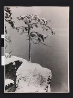 «Enslig furu på Bygdø - stemning» (1909).
