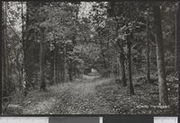 253. Alléen. Berby Herregaard. - no-nb digifoto 20160108 00306 bldsa PK13710.jpg