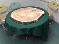 Skive av storgrana på Alm, like gammal som skolen.