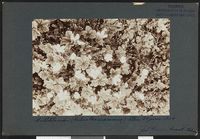 17. Alten - no-nb digifoto 20160318 00221 bldsa NGU0349.jpg