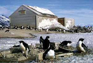 Antarctica, Cape Adare.jpg
