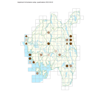 Asplenium trichomanes subsp. quadrivalens.png